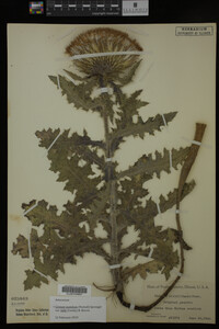 Image Associated With the Occurrence