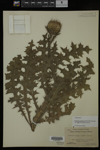 Image Associated With the Occurrence