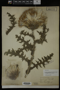 Image Associated With the Occurrence