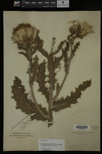 Image Associated With the Occurrence