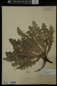 Image Associated With the Occurrence