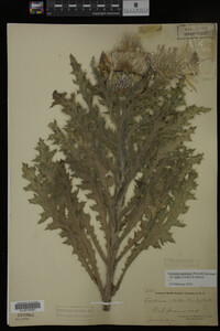 Image Associated With the Occurrence