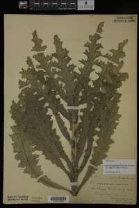Image Associated With the Occurrence