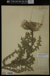 Image Associated With the Occurrence