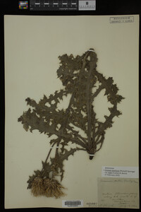 Image Associated With the Occurrence