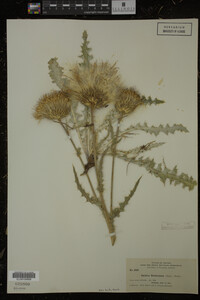 Image Associated With the Occurrence