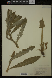 Image Associated With the Occurrence