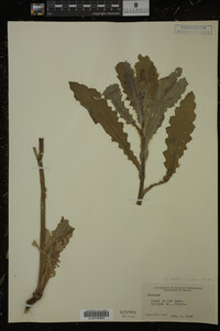 Image Associated With the Occurrence