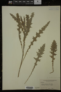 Image Associated With the Occurrence