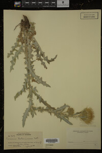 Image Associated With the Occurrence