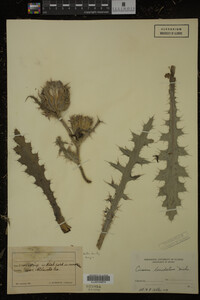 Image Associated With the Occurrence