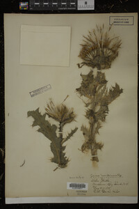 Cirsium horridulum image