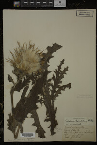 Cirsium horridulum image