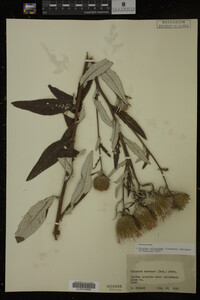 Image Associated With the Occurrence