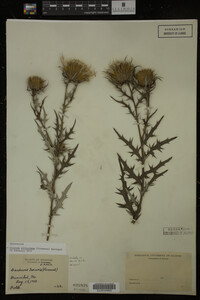 Image Associated With the Occurrence