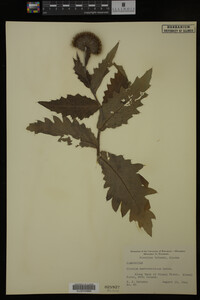 Image Associated With the Occurrence