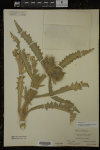Image Associated With the Occurrence