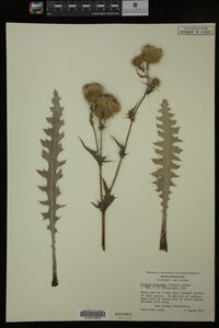 Image Associated With the Occurrence