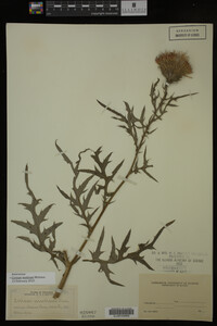 Image Associated With the Occurrence