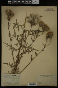 Image Associated With the Occurrence