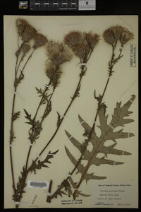 Image Associated With the Occurrence