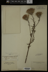 Image Associated With the Occurrence