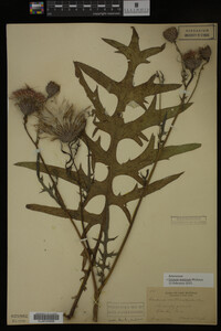 Image Associated With the Occurrence