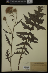 Image Associated With the Occurrence