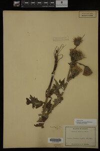 Image Associated With the Occurrence