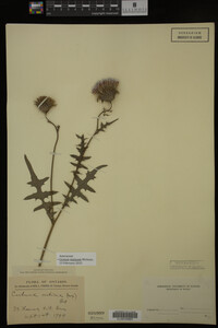 Image Associated With the Occurrence