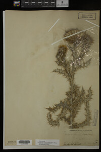 Image Associated With the Occurrence