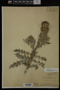 Image Associated With the Occurrence