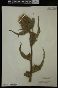 Image Associated With the Occurrence