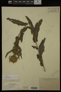 Image Associated With the Occurrence
