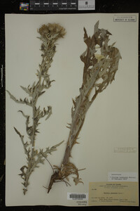 Image Associated With the Occurrence