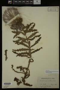 Image Associated With the Occurrence
