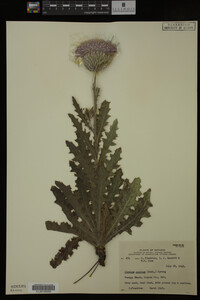 Image Associated With the Occurrence