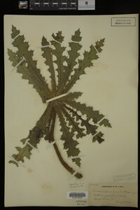 Image Associated With the Occurrence