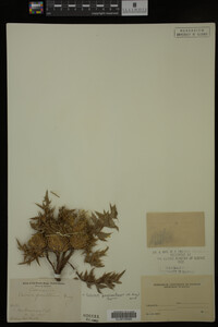 Image Associated With the Occurrence