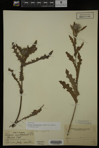 Image Associated With the Occurrence