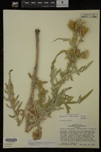 Image Associated With the Occurrence
