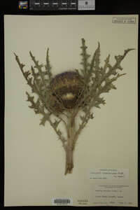 Cirsium scariosum image