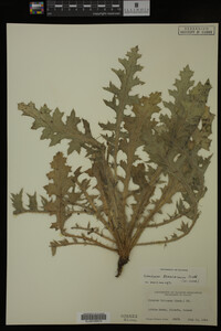 Cirsium scariosum image