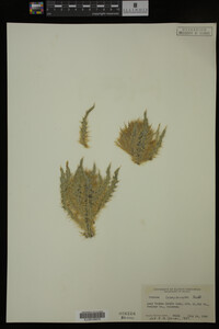 Image Associated With the Occurrence