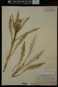 Cirsium scariosum image