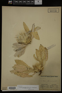 Image Associated With the Occurrence