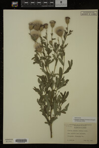 Cirsium arvense image
