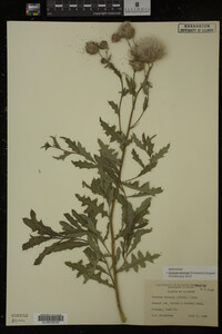 Cirsium arvense image