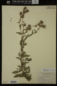 Cirsium arvense image