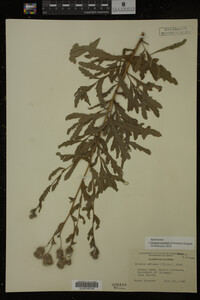 Cirsium arvense image